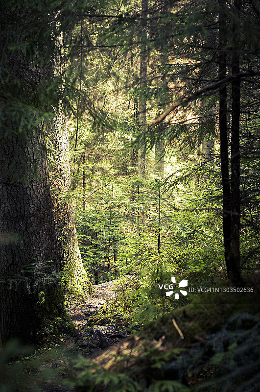 斯洛伐克天堂国家公园的森林小路图片素材