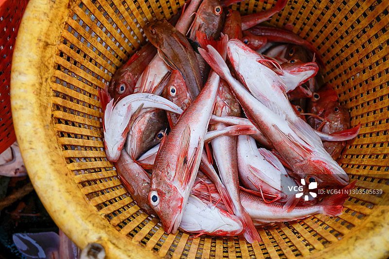 红鲂鮄鱼图片素材