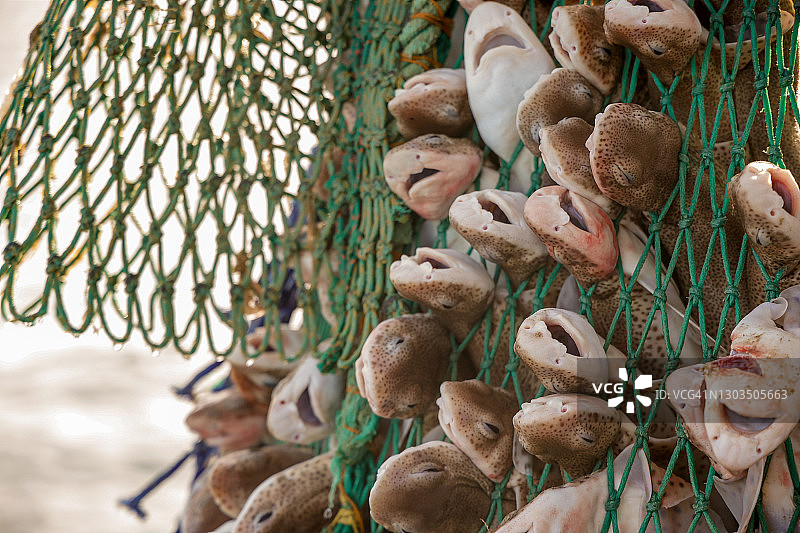 大量角鲨捕获物图片素材