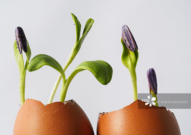 蛋壳花盆里的向日葵图片素材