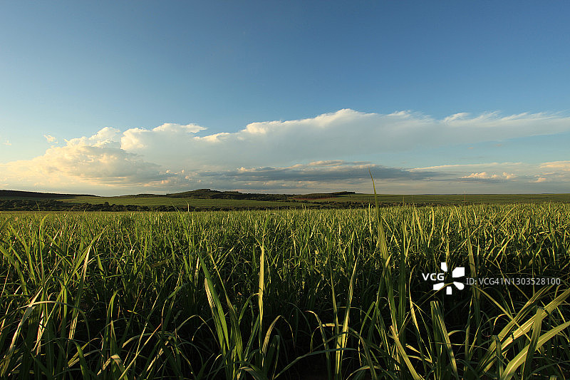 巴西圣保罗乡村甘蔗种植园图片素材