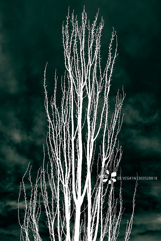 冬天的树枝图片素材