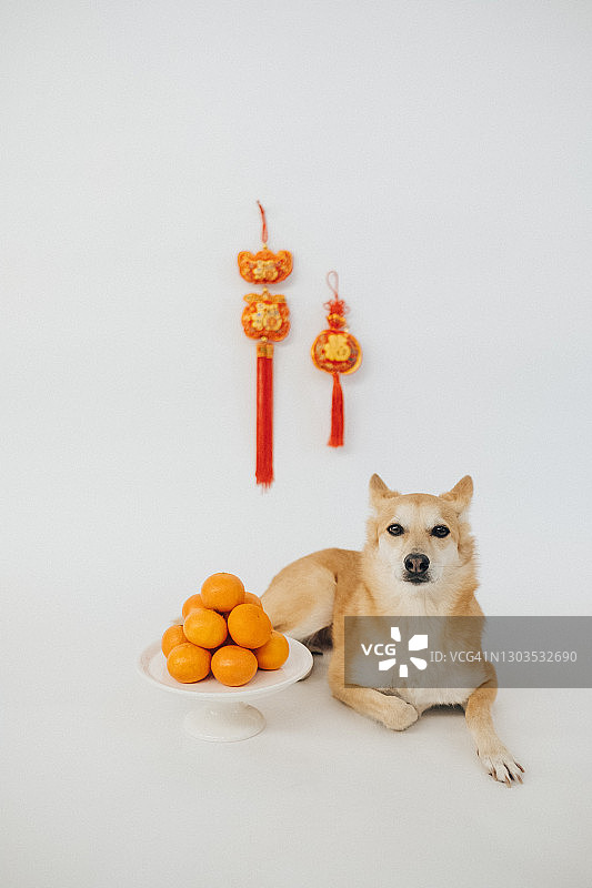 中国新年小狗摄影图片素材