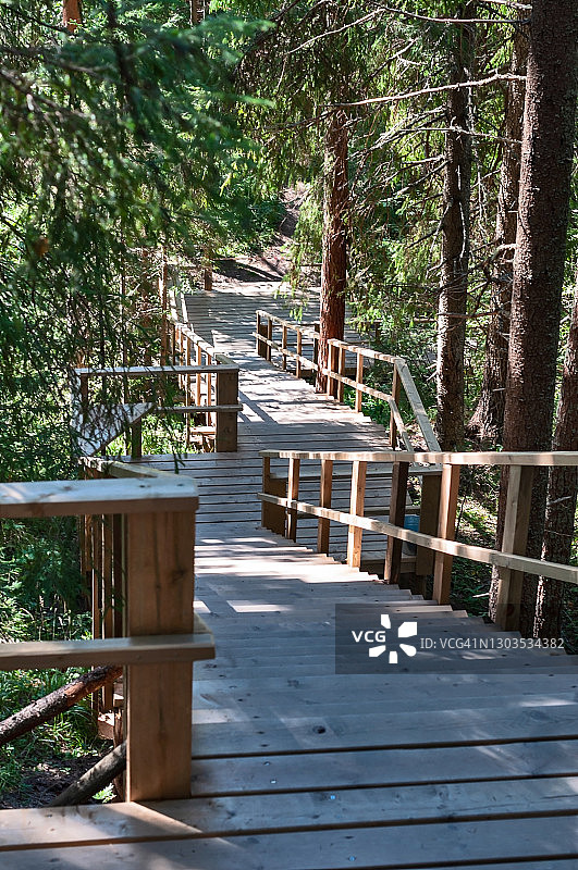 冷杉林中的木制徒步小径图片素材