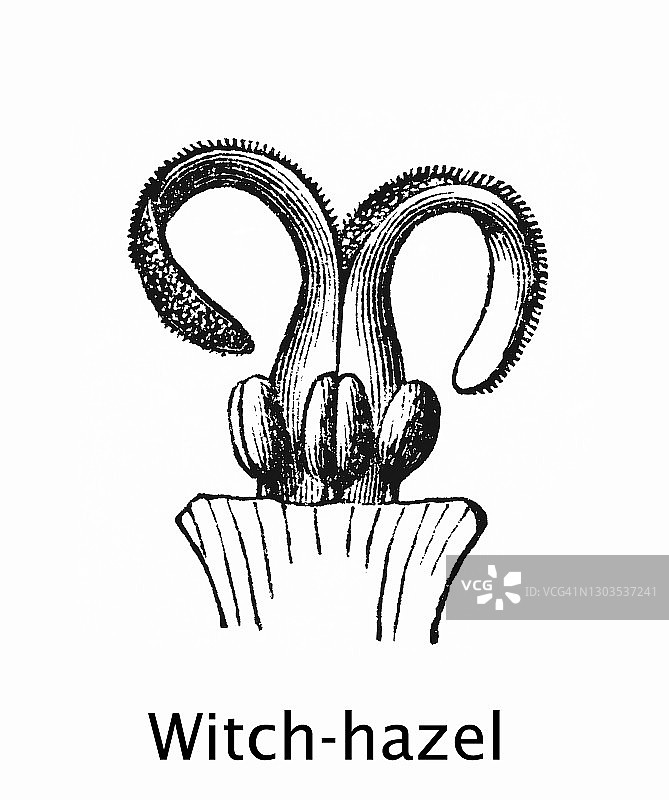 金缕梅的古老雕刻插图（Hamamelidaceae, Saxifragales）图片素材