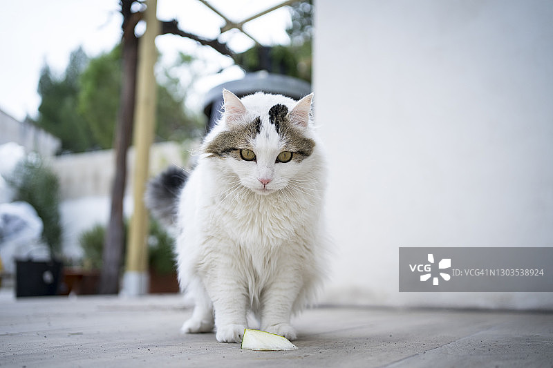 白猫吃瓜图片素材