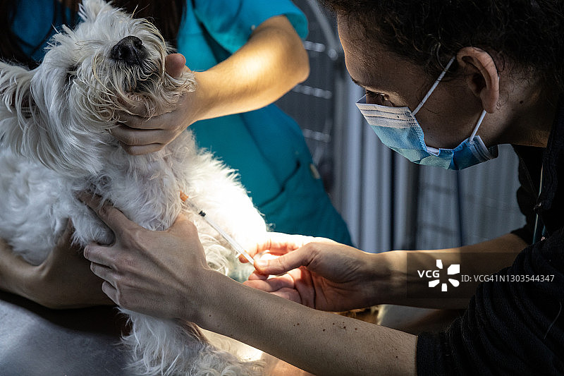 兽医在诊所给狗接种疫苗图片素材