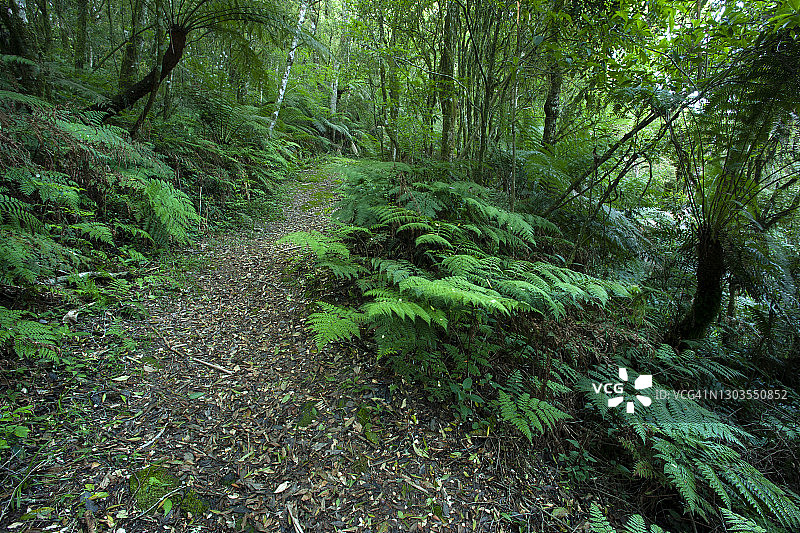 巴西南里奥格兰德州热带雨林小路图片素材