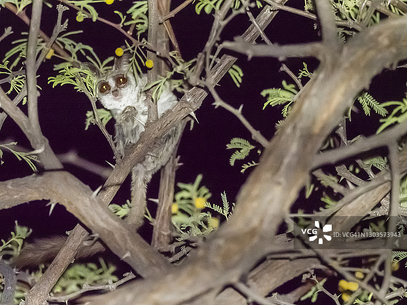 非洲博茨瓦纳奥卡万戈三角洲的夜间树上的成年小狐猴图片素材