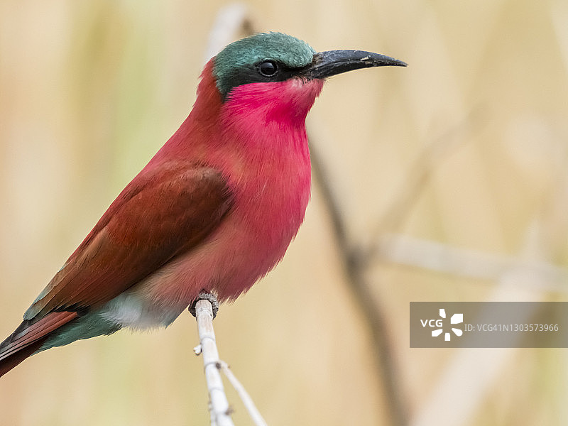 一只成年南部红蜂虎，在博茨瓦纳乔贝国家公园图片素材