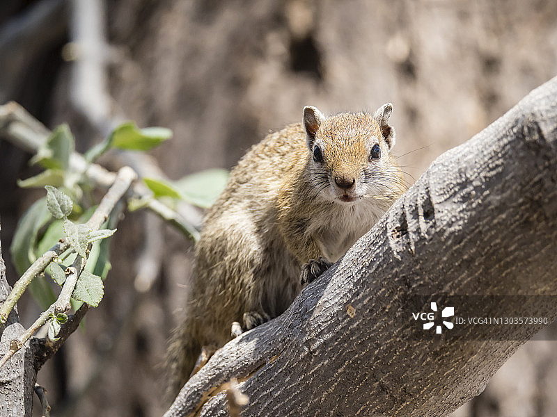 非洲博茨瓦纳奥卡万戈三角洲的成年树松鼠图片素材