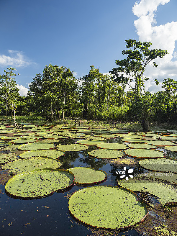 南美洲秘鲁瑙塔市，亚拉帕河上的大型亚马逊王莲图片素材