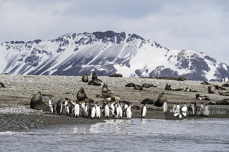 南乔治亚岛索尔兹伯里平原的成年王企鹅图片素材