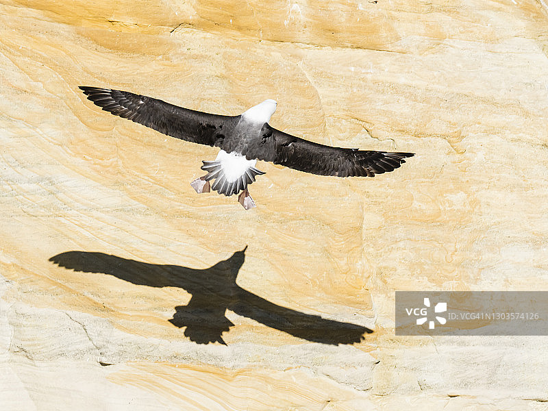 在福克兰群岛新岛飞行的黑眉信天翁图片素材