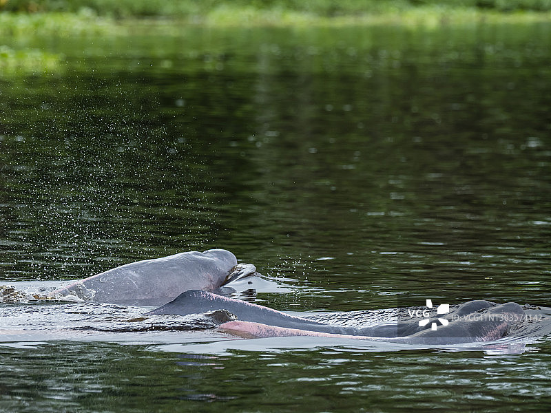 成年亚马逊粉红河豚，秘鲁洛雷托帕卡亚-萨米里亚保护区亚纳亚库湖，南美洲图片素材