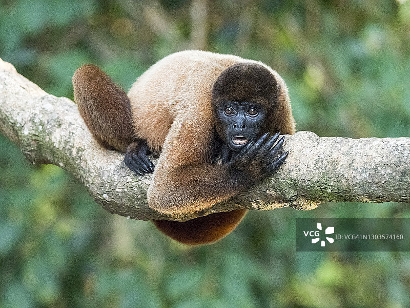 一只成年普通绒毛猴，位于南美洲秘鲁帕卡亚-萨米里亚自然保护区图片素材