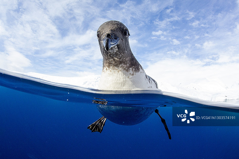 南极洲极地地区林德布拉德湾好奇的成年海燕图片素材
