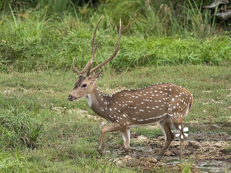 斯里兰卡维尔帕图国家公园的轴鹿图片素材