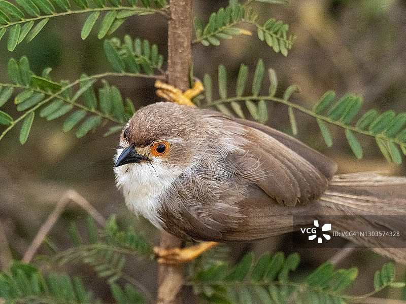 一只成年黄眼鹛(Chrysomma sinense),位于斯里兰卡乌达瓦拉维国家公园图片素材