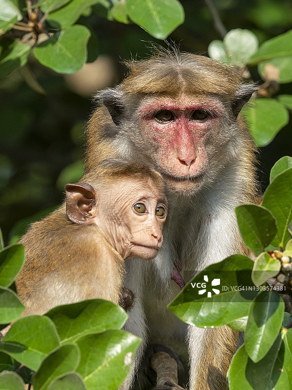 斯里兰卡维尔帕图国家公园的母婴阿萨姆猕猴图片素材