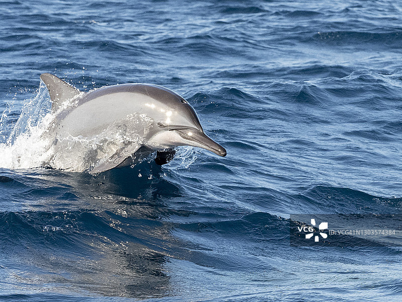 一只成年长吻原海豚在斯里兰卡卡尔皮蒂亚半岛附近海域跃起图片素材