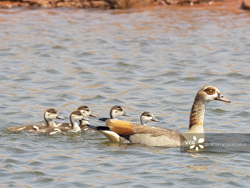 在卡里巴湖中与小鹅游泳的成年埃及雁图片素材