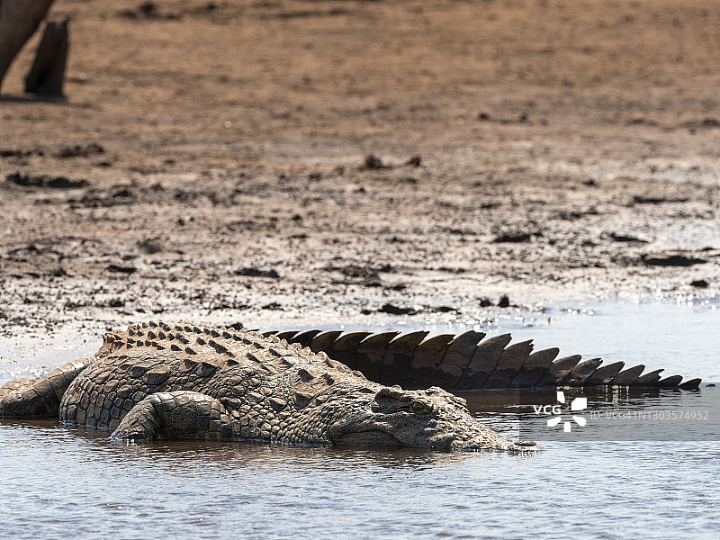 成年尼罗鳄在津巴布韦卡里巴湖岸边晒太阳图片素材
