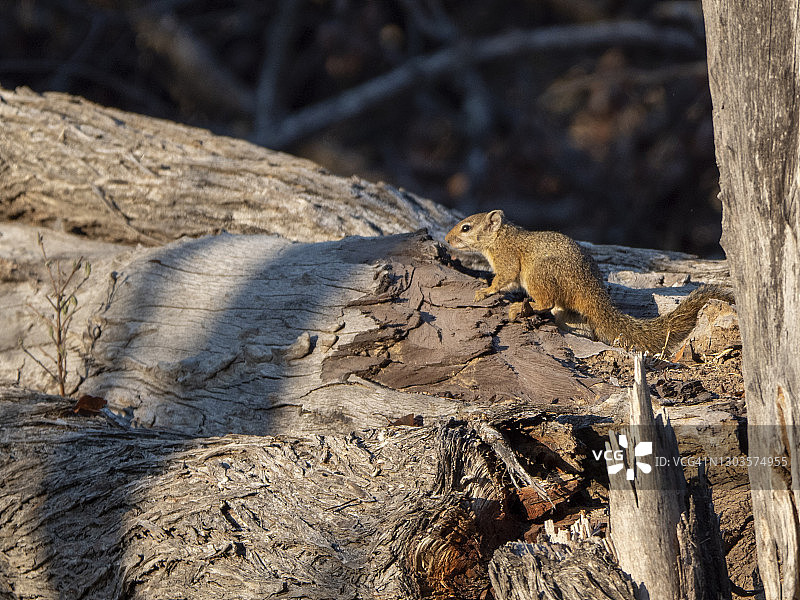非洲津巴布韦保护区的成年史密斯丛林松鼠图片素材