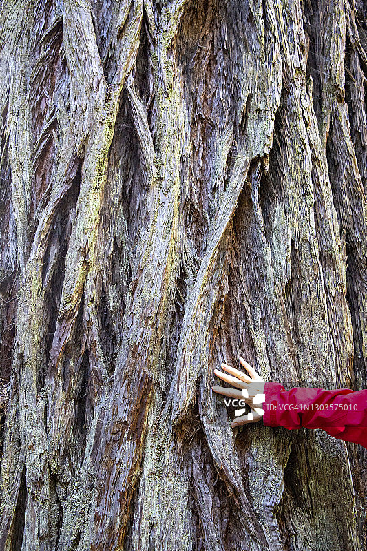 红杉国家公园的巨型红杉树，位于美国加利福尼亚州图片素材