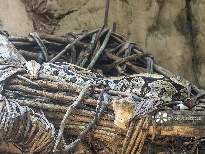 圈养的成年红蟒图片素材