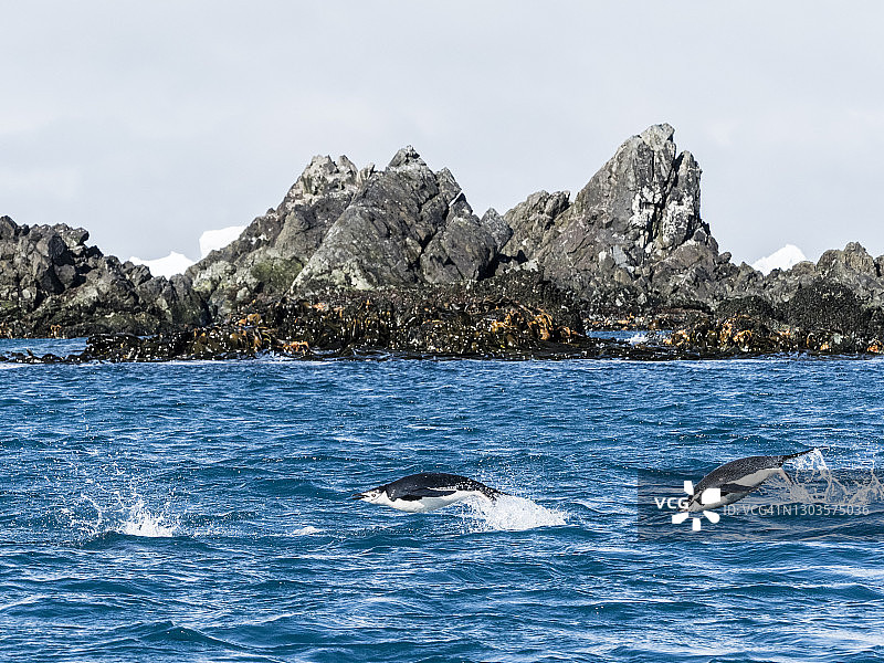 南乔治亚库珀湾跳跃前进的帽带企鹅图片素材