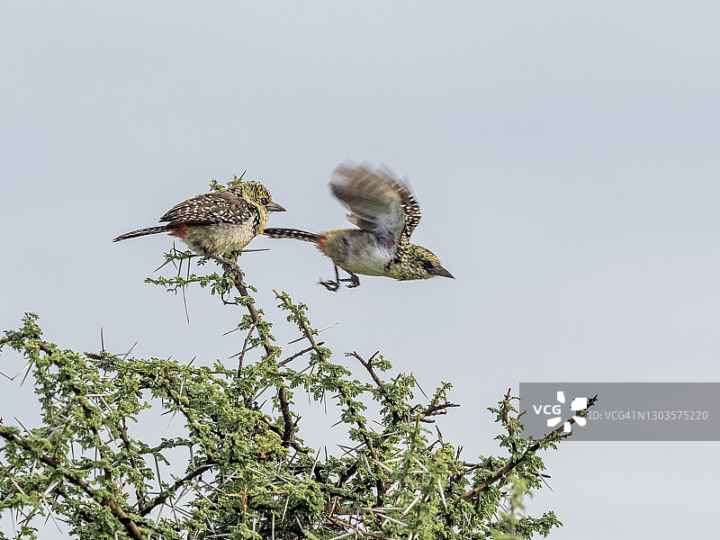 一对达氏拟䴕，坦桑尼亚塞伦盖蒂国家公园图片素材