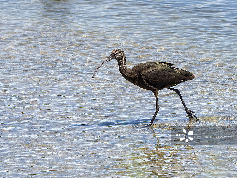 成年白面彩鹮在潮汐河口觅食图片素材