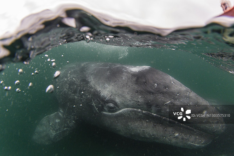 灰鲸幼崽，圣伊格纳西奥泻湖，墨西哥下加利福尼亚州图片素材
