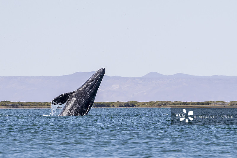 加利福尼亚灰鲸幼崽在墨西哥南下加利福尼亚州圣伊格纳西奥泻湖中跃出水面图片素材