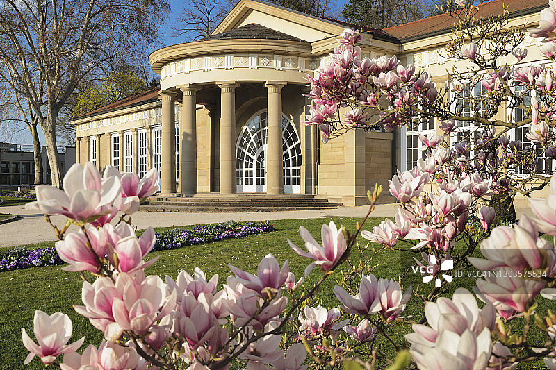 德国斯图加特巴特坎施塔特温泉浴场盛开的玉兰花图片素材