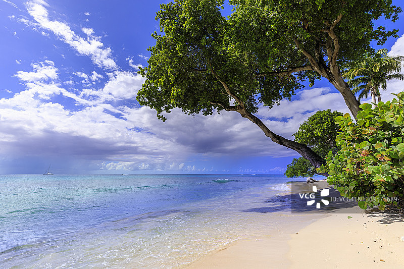 佩恩斯湾，伸出的树木，淡粉色的沙滩，碧绿的海水，美丽的西海岸，巴巴多斯，向风群岛，西印度群岛，加勒比海，中美洲图片素材
