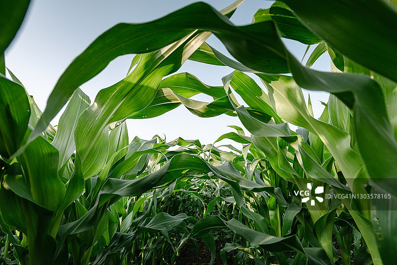 日落时分乡村的玉米田农业景观图片素材