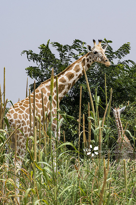 西非长颈鹿(Giraffa camelopardalis peralta),库雷,尼日尔,西非,非洲图片素材