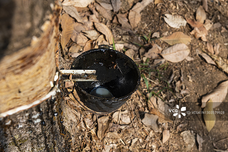 缅甸孟邦耶附近的橡胶树图片素材