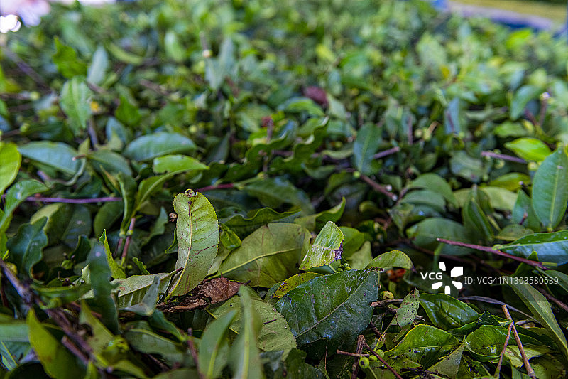 亚洲台湾南投县日月潭风景名胜区古阿萨姆茶场的茶叶加工图片素材