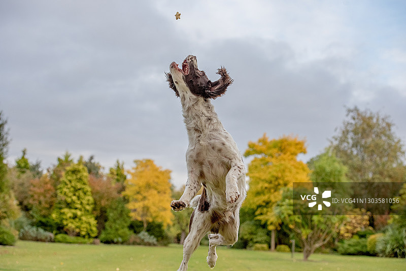 英国史宾格犬空中接物图片素材