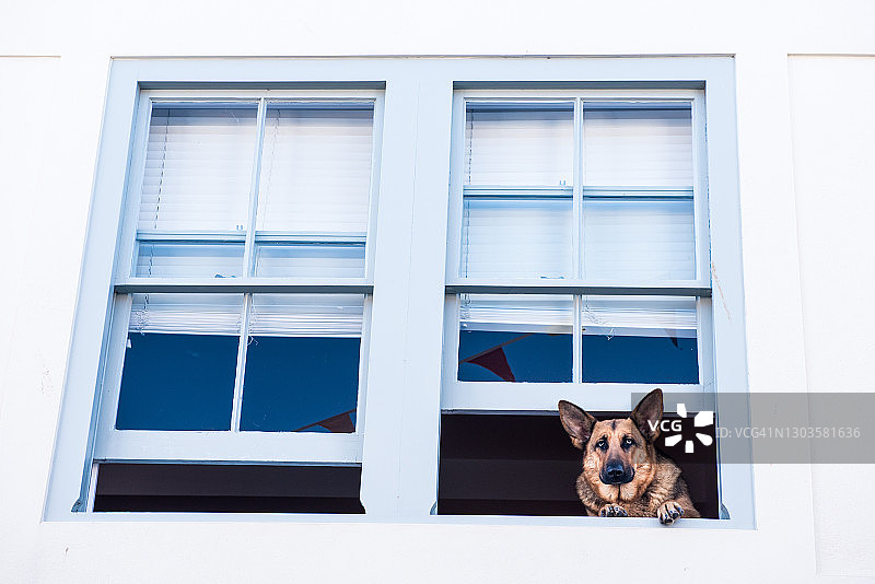 英国德文郡窗边的德国牧羊犬图片素材
