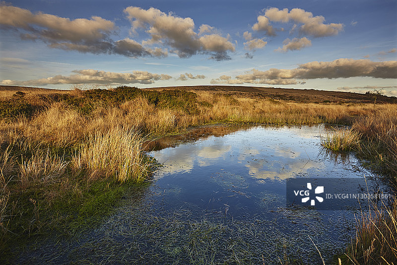 达特穆尔国家公园高沼地的沼泽地，位于英国德文郡查格福德附近的吉德利公地图片素材