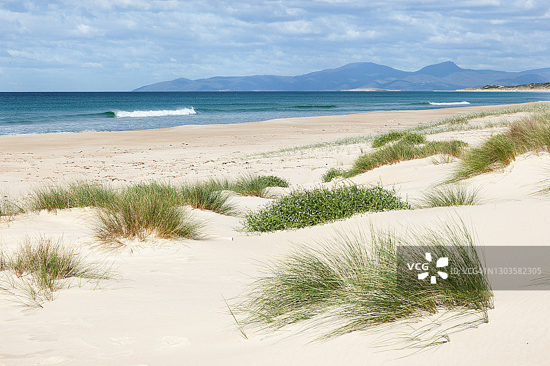 佩隆沙丘的沙丘草，塔斯马尼亚，澳大利亚图片素材