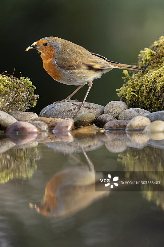 英国北约克郡花园池塘中的知更鸟倒影图片素材