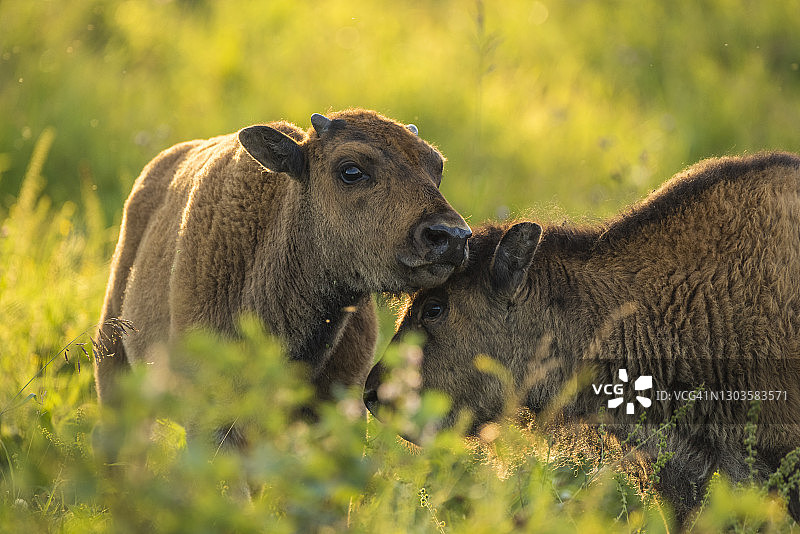 加拿大阿尔伯塔省麋鹿岛国家公园日落时分草原草甸上的野牛幼崽图片素材