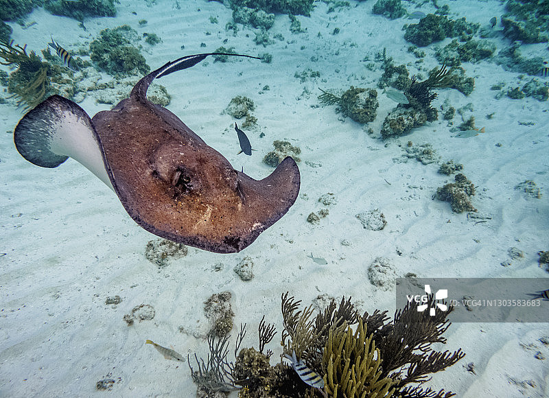 南方黄貂鱼，大开曼岛黄貂鱼城图片素材