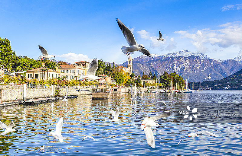 海鸥飞翔在科莫湖特雷梅佐村庄水面上图片素材