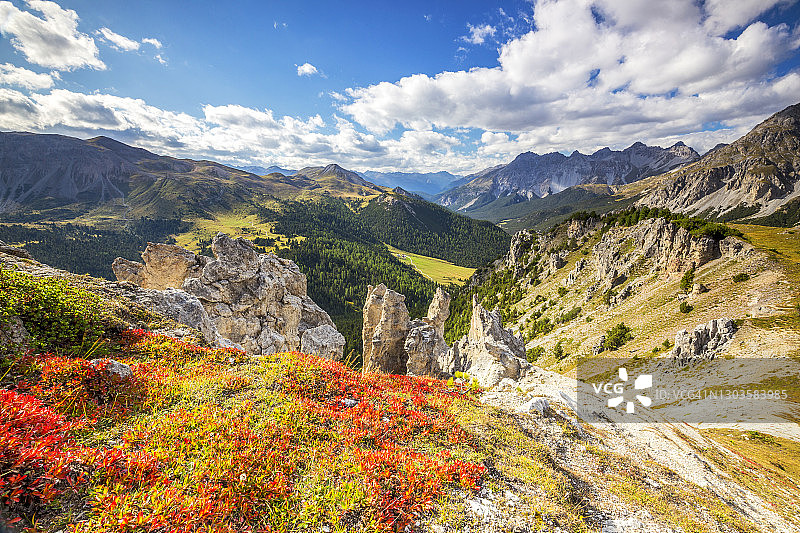瑞士国家公园秋季蓝莓叶图片素材
